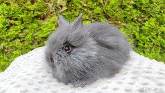 Zakrslý králík, králíček -(TEDDY)-OLAF,OLIVER,OLINA - 5