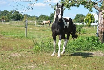 APH  3 letý hřebec - 5