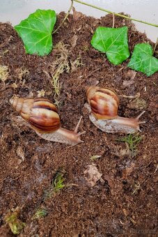 Africký šneci Lissachatina fulica Madagascar dark - 5