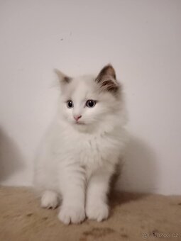 Ragdoll koťata - 5