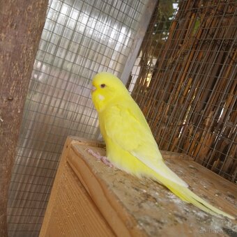 Výstavní andulky - 5