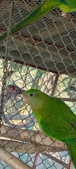 Papoušek nádherný - 5