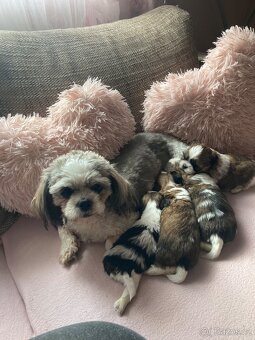 Shih-tzu (šicu) - 5