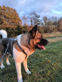 Nabízím krytí – Americká akita (pes) - 5