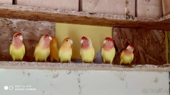 Agapornis růžohrdlý - 5