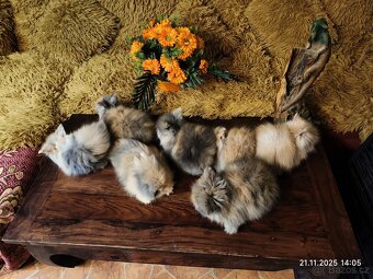 Teddy králíčci zakrslí dlouhosrstí - 5