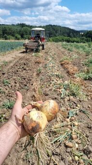 Domácí brambory na salát a cibule - 5