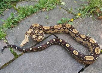 Boa imperator - Keltic Paradigm - 5