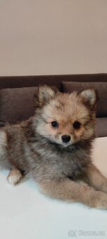 Špic pomeranian s pp štěňata - 5