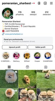 Pomeranian s PP FCI, kluci - 5