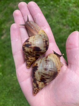 Africký šnek Lissachatina reticulata - oblovka síťkovaná - 5