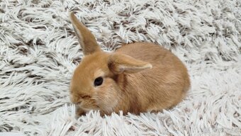 Zakrslý králík, králíček - LILI - 5