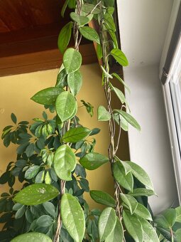 Hoya carnosa voskovka - 5