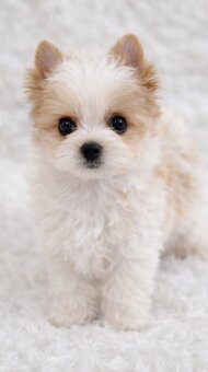 yorkshire terrier s PP - 5