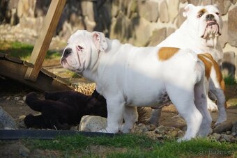 anglický buldok - 5