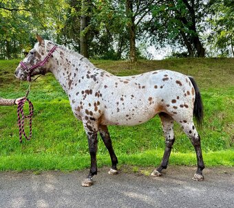 Apaloosa pony - 5