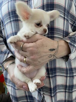 Čivava dlouhosrstá s PP - 5