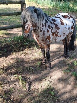 Mini pony - 5