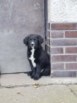 Štěňata - kříženci - 5