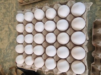 Násadová vajíčka - 5