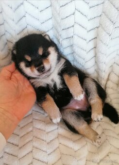 Shiba inu - 5