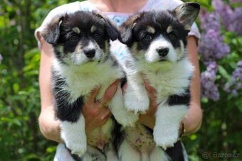 Welsh corgi pembroke s PP - 5