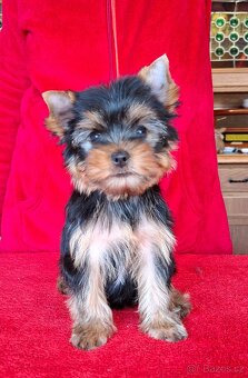Yorkshire terrier s PP - psík - 5