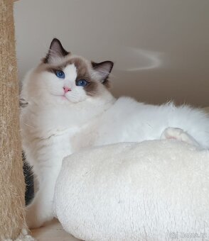 Ragdoll kocourek s PP, seal bicolor. - 5