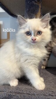 Ragdoll koťátka - 5