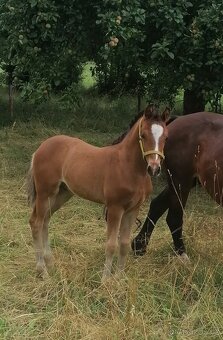 Hřebeček welsh part-bred po Hulst Curioso - 5