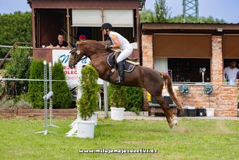 Prodej pony klisny - 5