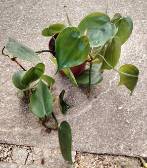 Pokojovky, oxalis - 5