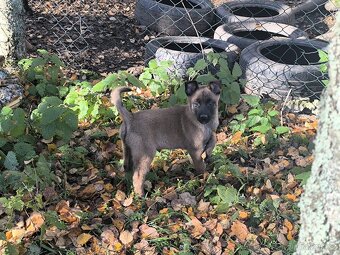 Belgicky ovcak malinois - 5