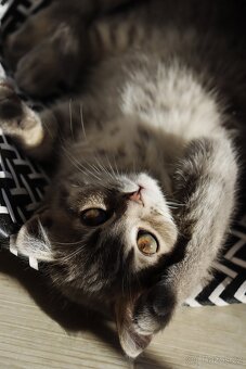 Britská modrá krátkosrstá kočka koťátko - 5