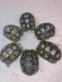 Suchozemské želvy plus komplet vybavená terária - 5