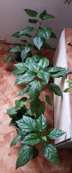 Větší ibišek, 2 ks - 5