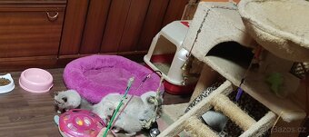 NABÍZIM Ragdolla - 5