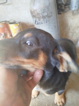 Štěňata křížence labradora - 5