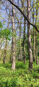 Prodej/výměna lesa - 5