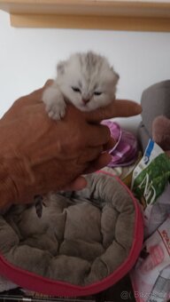 Britská koťátka  s PP - 5