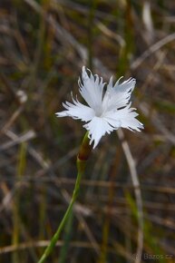 Hvozdík pozdní - Dianthus serotinus 600 semen 50 Kč - 5