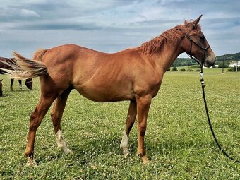 QH valach po AP Royal Bar - 5