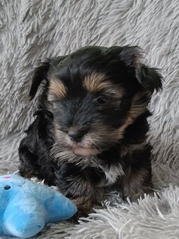 Jorkšírský teriér Yorkshire  s PP - 5