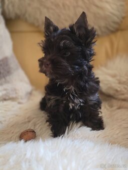 Biewer  -jorksirsky teriér - 5