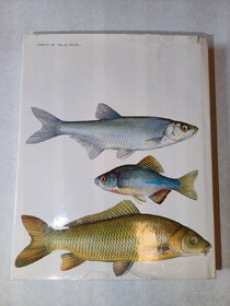 Sladkovodní ryby - 5