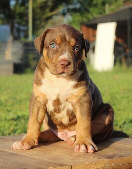American Bully XL - 5