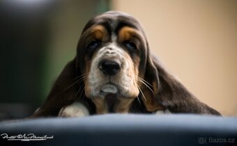 Basset Hound s PP - štěňata - 5
