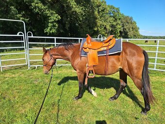 Quarter Horse 2,5 ročná kobylka - 5