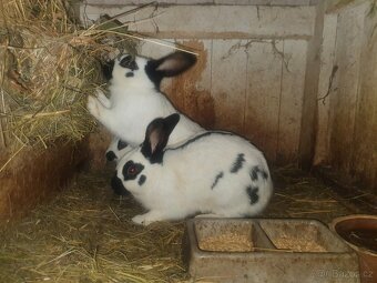 Český strakac SAMEC - 5