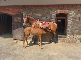 Pronájem & Ustájení - 5